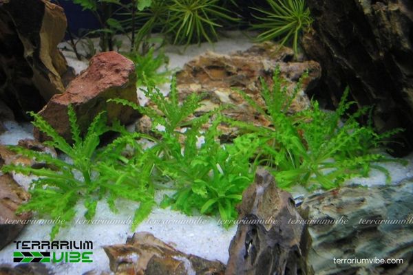 Cây Sao Nhỏ 3 Cây Sao Nhỏ thích hợp trồng trong đa dạng kiểu terrarium