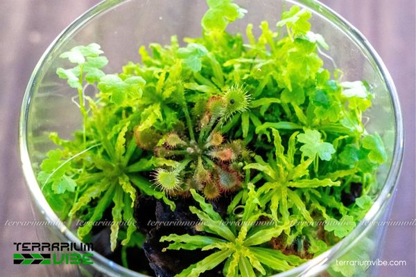 Cây Sao Nhỏ 4 Các điều kiện môi trường cần thiết để cây sinh trưởng tốt