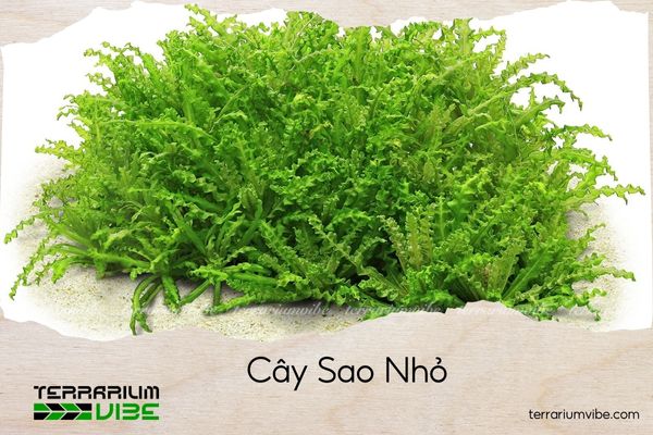 cay-sao-nho cây sao nhỏ
