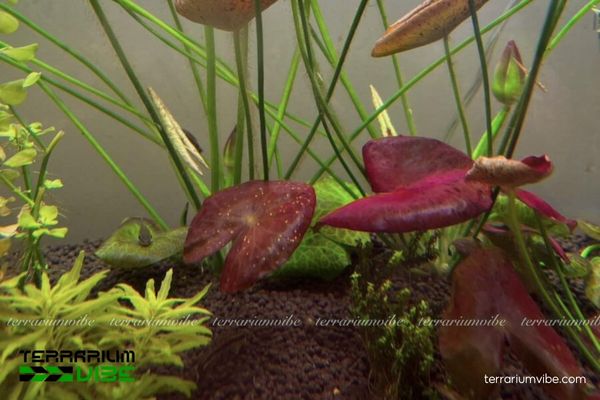 Cây Sen ADA 1 Tìm hiểu về phân loại học và đặc điểm hình thái của cây Sen ADA