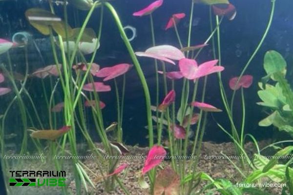 Cây Sen ADA 2 Cây Sen ADA sống môi trường tự nhiên nước ngọt