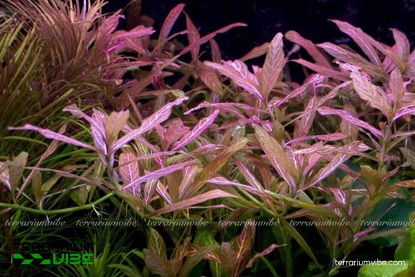 Cây Sunset 1 Đặc điểm hình thái và phân loại học của cây Sunset