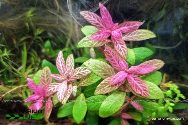 Cây Sunset 2 Cây Sunset có nguồn gốc Nam Á, ưa nước tĩnh, ao hồ và vùng đất ẩm