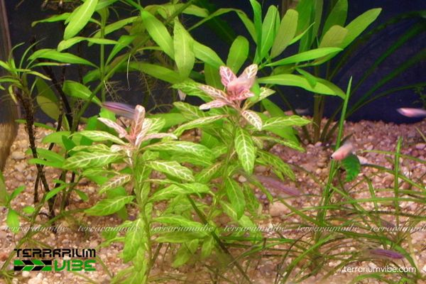 Cây Sunset 3 Cây Sunset thích terrarium mở hoặc bán mở, kết hợp cây cảnh khác