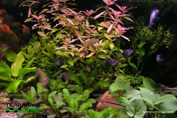 Cây Sunset 4 Cây Sunset cần sáng vừa–mạnh, độ ẩm ổn định, dinh dưỡng đầy đủ