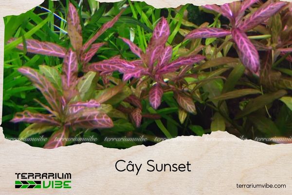 cay-sunset cây sunset