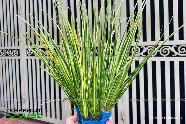 Cây Thạch Xương Bồ Vàng 1 Phân loại học và đặc điểm hình thái của cây Thạch Xương Bồ Vàng