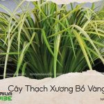 cây thạch xương bồ vàng