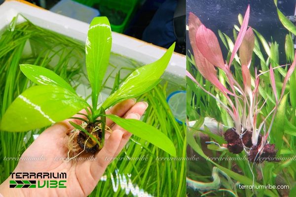 Cây Thanh Đản 1 Đặc điểm sinh học của cây Thanh Đản