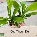 cây thanh đản