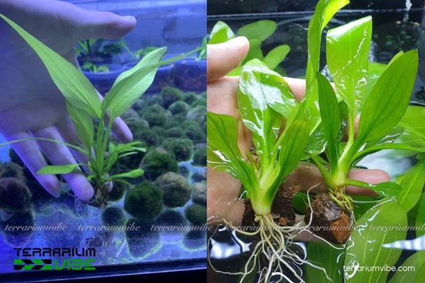 Cây Thanh Đản 4 Điều kiện môi trường cần thiết chăm sóc cây Thanh Đản tốt