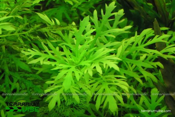 Cây Thủy Cúc 1 Hình dáng và đặc điểm sinh học của cây Thủy Cúc