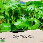 cây thủy cúc