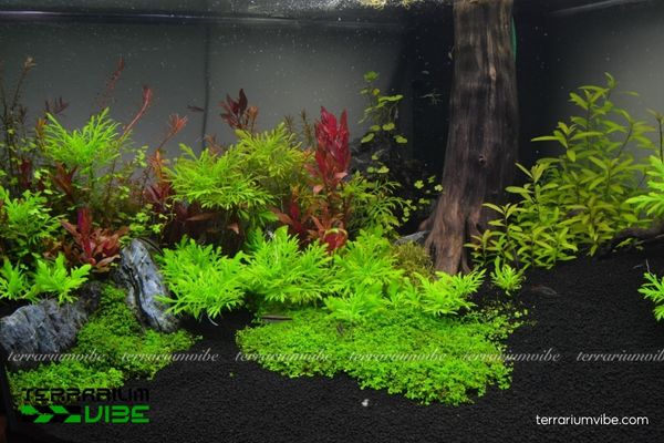 Cây Thủy Cúc 2 Thủy Cúc có nguồn gốc Nam Á, thường mọc ven sông, ao hồ và ruộng ngập nước