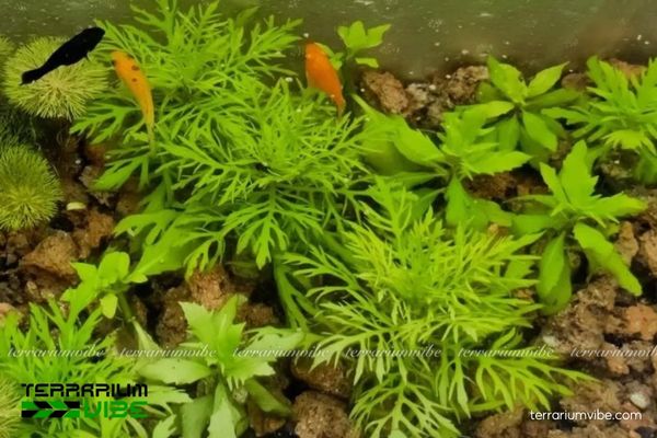 Cây Thủy Cúc 4 Những yêu cầu về yếu tố môi trường phù hợp cho cây Thủy Cúc