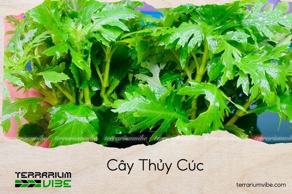 cay-thuy-cuc cây thủy cúc