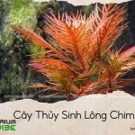 cây thủy sinh lông chim