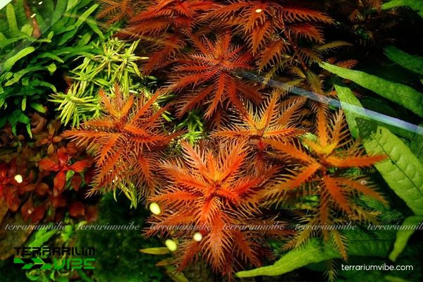 Cây Thủy Sinh Lông Chim 2 Thủy Sinh Lông Chim có nguồn gốc Bắc Mỹ và Caribe, sống ở đầm lầy