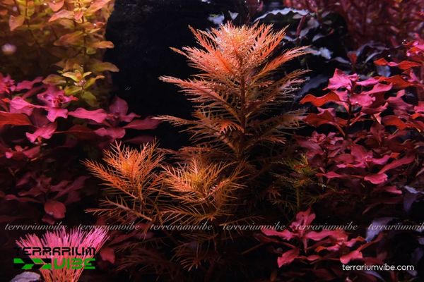 Cây Thủy Sinh Lông Chim 3 Thủy Sinh Lông Chim phù hợp với terrarium mở hoặc bán mở