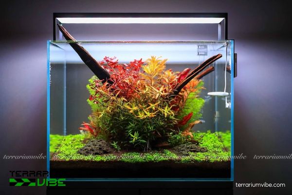 Cây Thủy Sinh Lông Chim 4 Điều kiện môi trường cần thiết dành cho cây Lông Chim trong terrarium