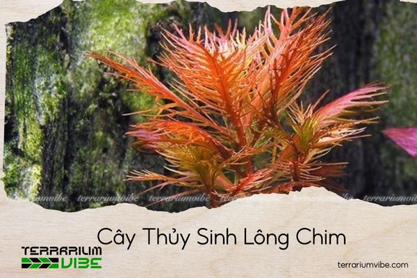 cay-thuy-sinh-long-chim cây thủy sinh lông chim