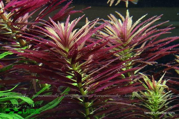 Cây thủy sinh Ngổ Tím 1 Hình dáng và phân loại học của cây thủy sinh Ngổ Tím