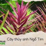 cây thủy sinh ngổ tím