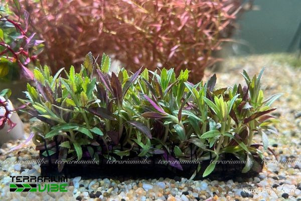 Cây thủy sinh Ngổ Tím 4 Điều kiện chăm sóc cây phù hợp cho cây Ngổ Tím