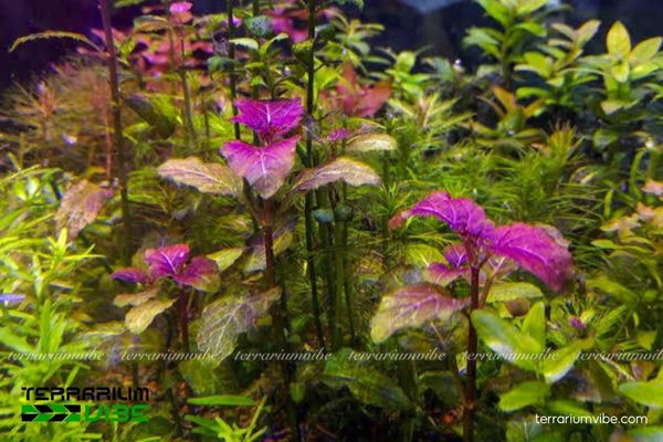 Cây thủy sinh Tía Tô 3 cây thủy sinh Tía Tô thích hợp với terrarium bán cạn, dễ phối rêu dương xỉ