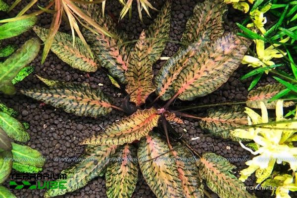 Cây Tiêu Thảo Nurii 1 Đặc điểm hình thái và phân loại học của cây Tiêu Thảo Nurii