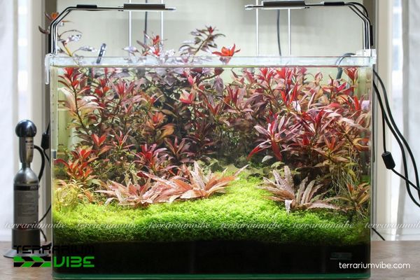 Cây Tiêu Thảo Nurii 3 Tiêu Thảo Nurii lá phát triển theo cụm phù hợp terrarium bán cạn