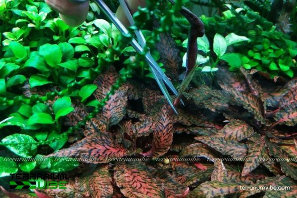 Cây Tiêu Thảo Nurii 4 Tiêu Thảo Nurii dễ thích nghi và phù hợp terrarium bán cạn