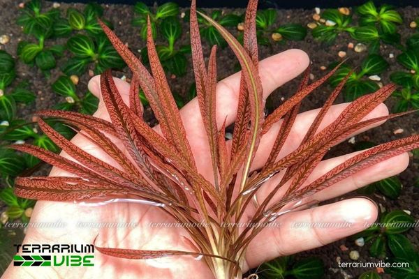 Cây Tiểu Thảo Tiger 1 Phân loại học và hình thái sinh học của cây Tiểu Thảo Tiger