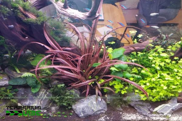 Cây Tiểu Thảo Tiger 3 Tiểu Thảo Tiger với khả năng thích nghi tốt trong terrarium