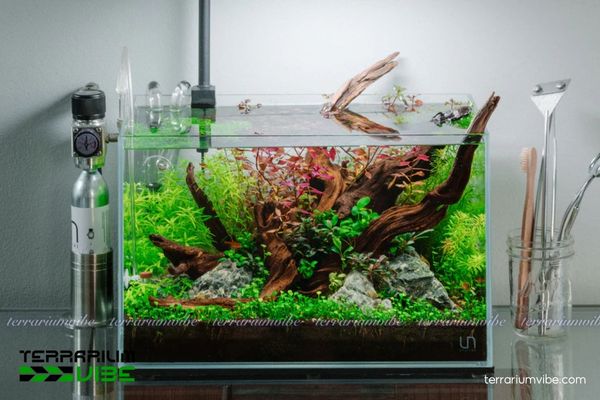 Cây Tiểu Thảo Tiger 4 Điều kiện môi trường cần thiết khi thiếp lập tiểu cảnh thủy sinh cho Tiểu Thảo Tiger