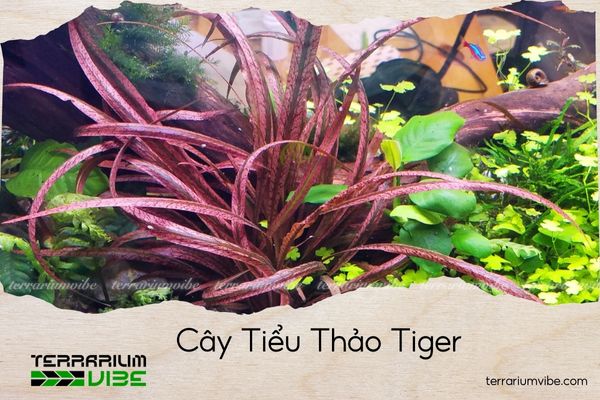 cay-tieu-thao-tiger cây tiểu thảo tiger