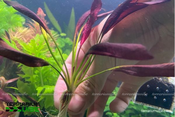 Cây Trầu Aflame 1 Hình dáng và phân loại học của cây Trầu Aflame