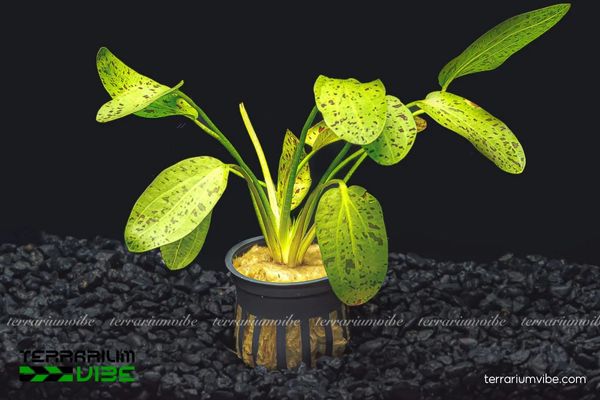 Cây Trầu Chấm 1 Đặc điểm hình thái và phân loại học của cây Trầu Chấm