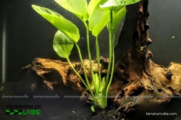 Cây Trầu Chấm 2 Cây Trầu Chấm sống trong môi trường nước ngọt nông, giàu sáng và dinh dưỡng