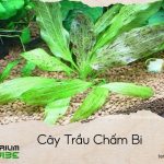 cây trầu chấm bi