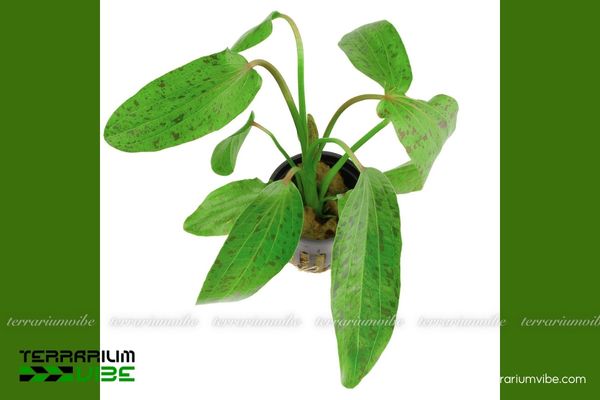 Cây Trầu Chấm Bi 2 Trầu Chấm Bi Xanh là giống lai thủy sinh, ưa nước ngọt giàu dinh dưỡng