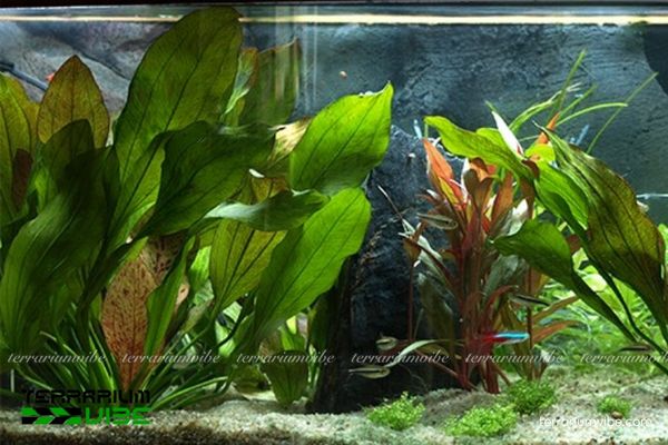 Cây Trầu Chấm Bi 4 Lưu ý một số điều kiện chăm sóc Trầu Chấm Bi cơ bản cần biết