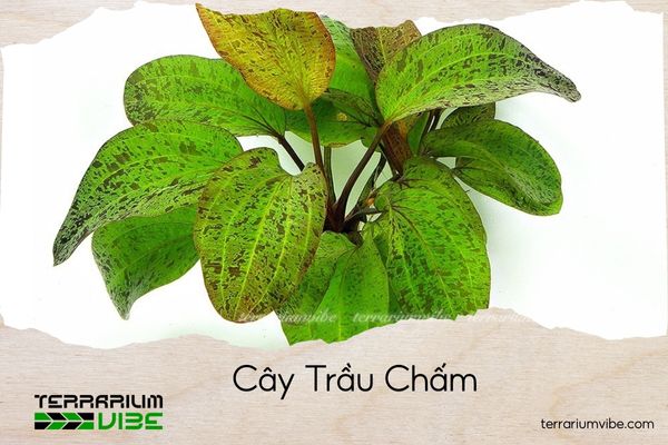 cay-trau-cham cây trầu chấm