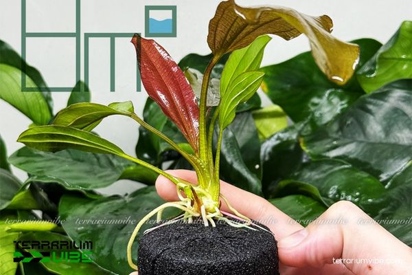 Cây Trầu Ruby 1 Tìm hiểu về phân loại học và đặc điểm sinh học của cây Trầu Ruby