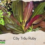 cây trầu ruby