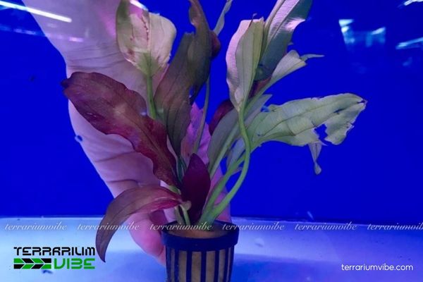 Cây Trầu Ruby 2 Trầu Ruby có nguồn gốc nhiệt đới, ưa nước ngọt