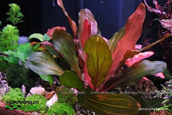 Cây Trầu Ruby 3 Trầu Ruby dễ thích nghi, phù hợp terrarium kín hoặc mở