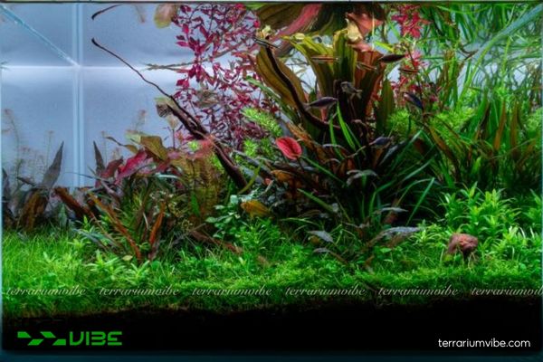 Cây Trầu Ruby 4 Trầu Ruby cần ánh sáng gián tiếp, ẩm cao, CO₂ và dinh dưỡng đầy đủ