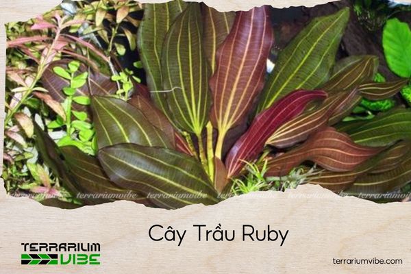 cay-trau-ruby cây trầu ruby