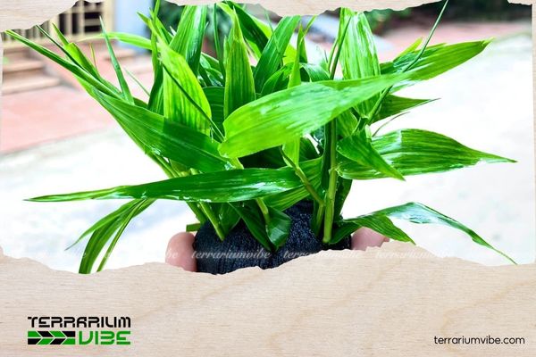 Cây Tre Thủy Sinh 1 Thông tin học thuật của cây Tre Nước Thuỷ Sinh